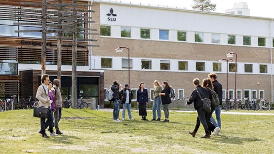 En grupp människor som går över ett grästäckt fält.