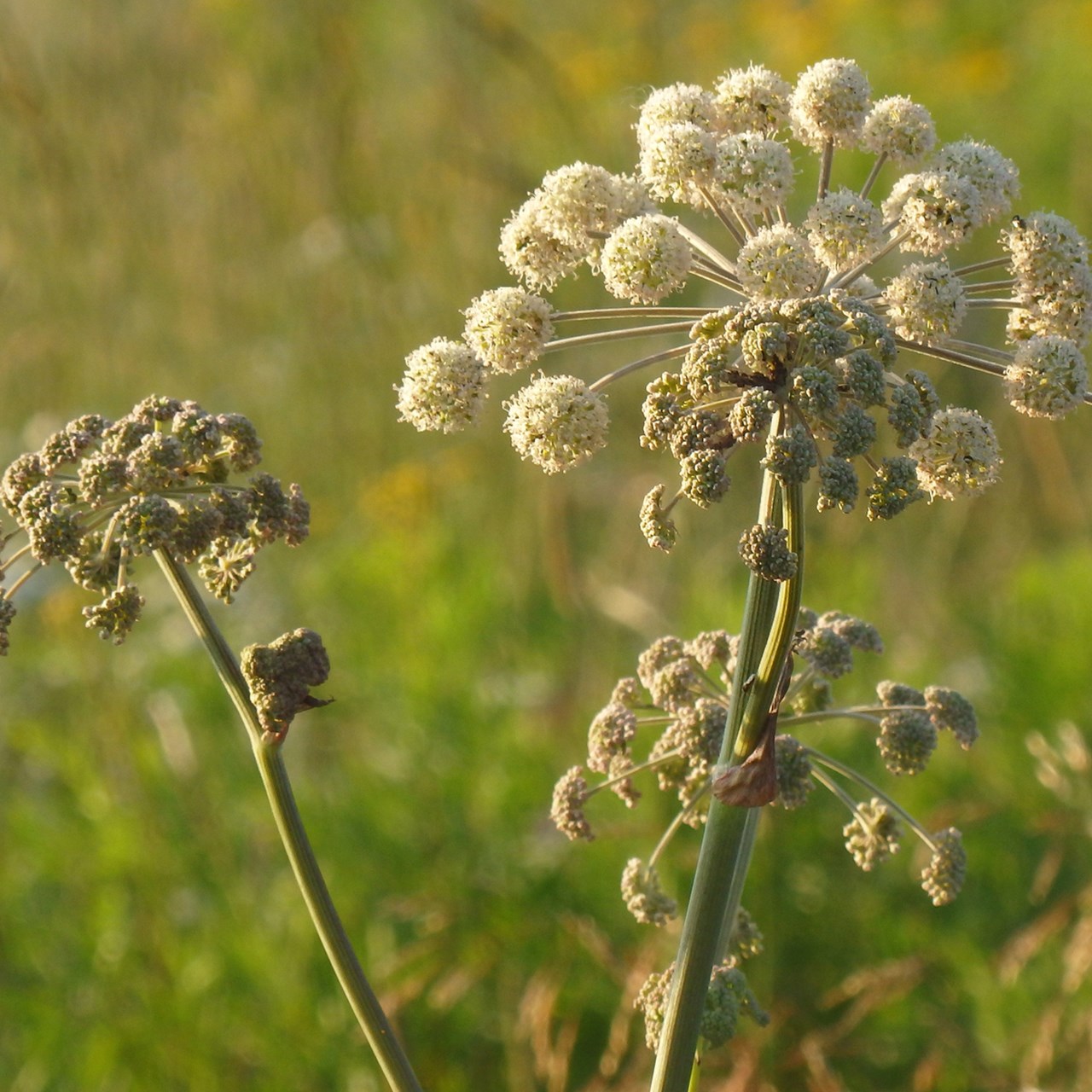 Blomma från växten kvanne