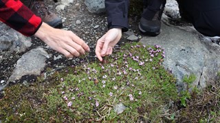 Två händer sträcker sig fram mot små fjällblommor.