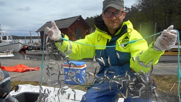Professor Johan Eklöf holding a fish net with a lot of small fish.