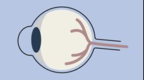 Illustration av ett öga i profil.