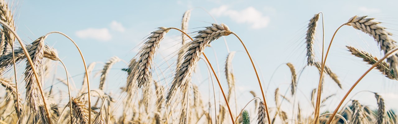 Sädesfält under en blå himmel.