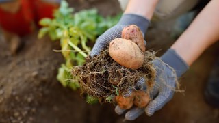 Två händer håller i potatis som ser ut att precis ha plockats upp ur jorden med blast och jord.