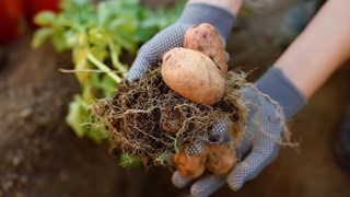 Two hands holding two potatos with plant.