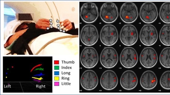 body brain