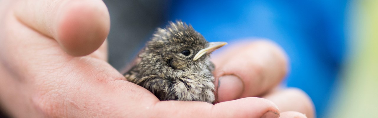 Bild på en fågel i en persons hand.