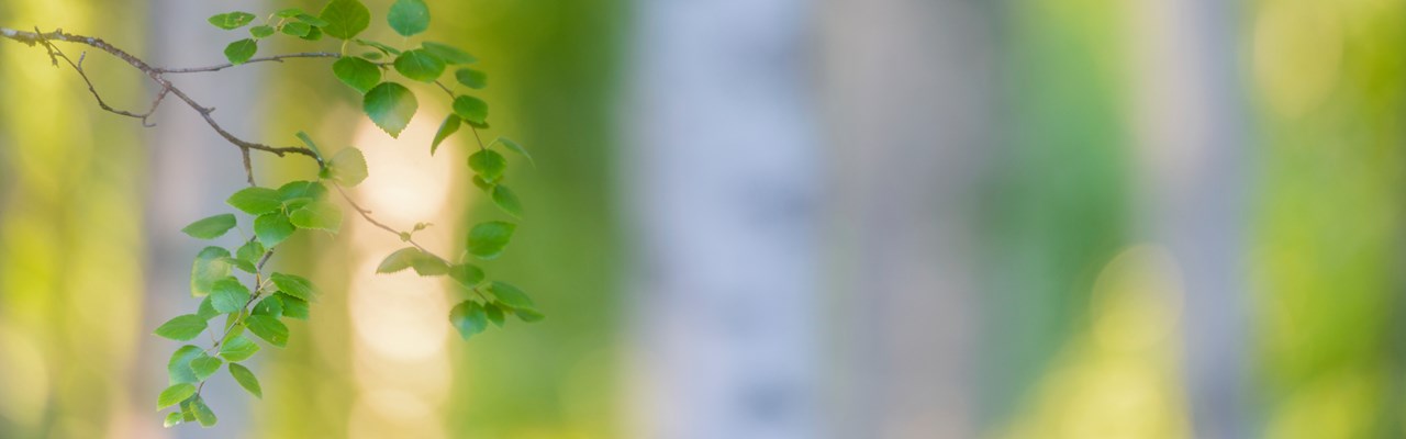 Björkstammar och björkblad.