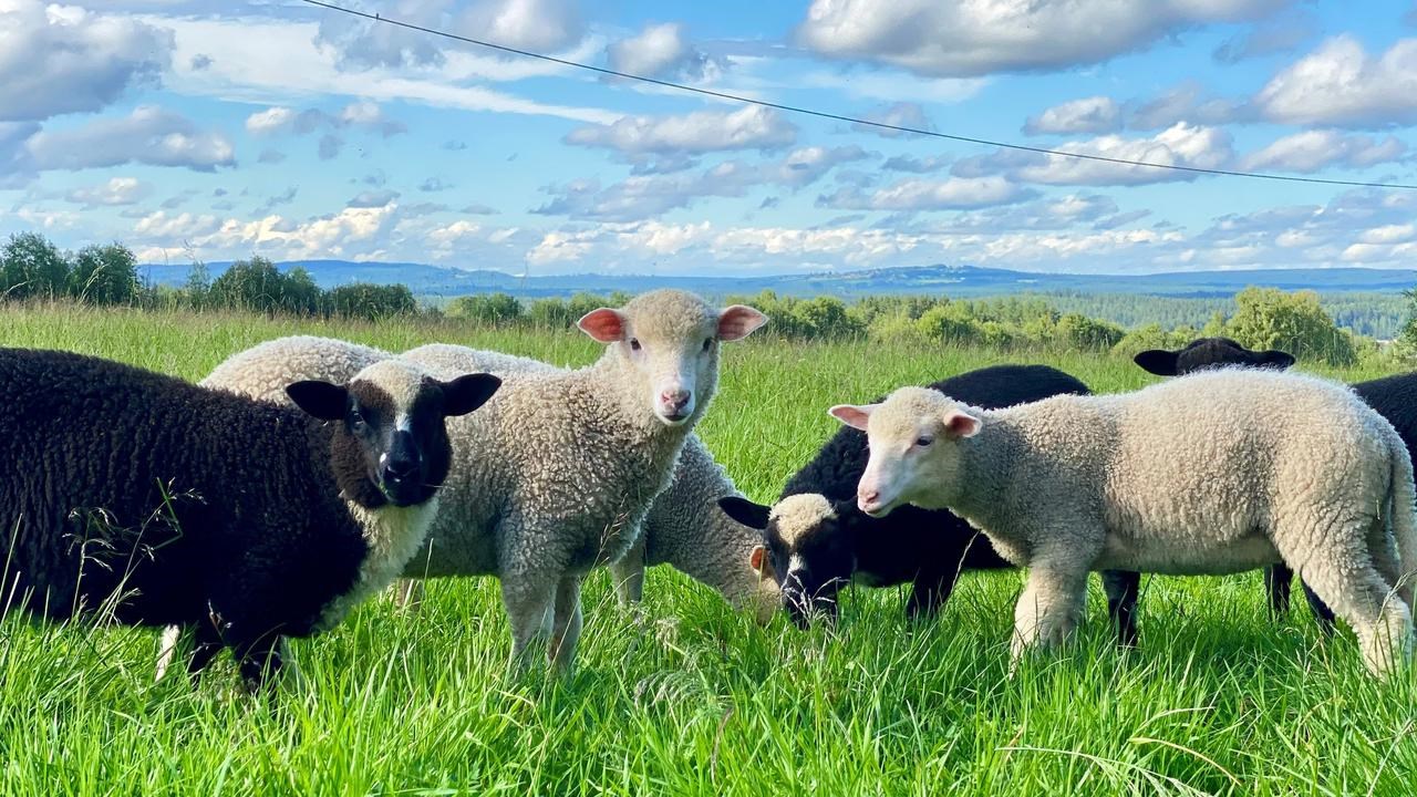 Lambs on pasture