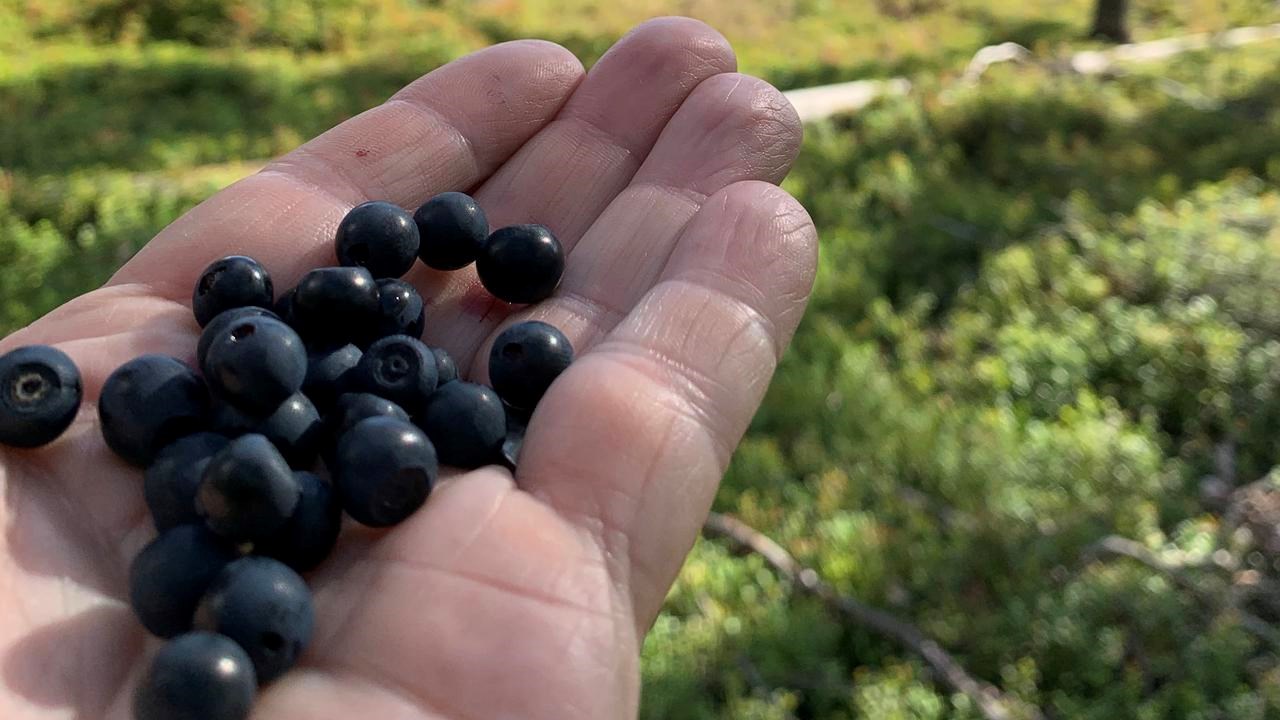 Blåbär i en hand