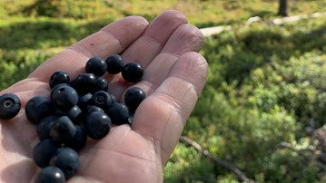 Blåbär i en hand