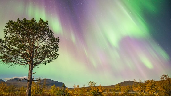 Bild på norrsken över fjällandskap.