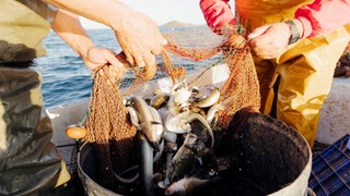 närbild på händer och fiskenät