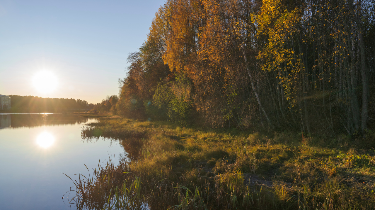 Träd vid en älvskant.