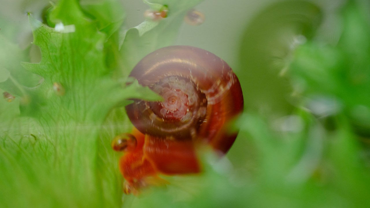water snail