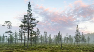 Landskap som visar en myr, barrträd och en blårosa himmel.
