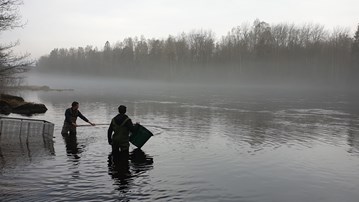 Två forskare står i Dalälven