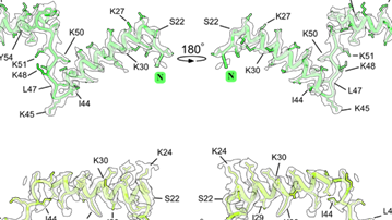 The molecular structures and locations of proteins msL1 and msL2 in the structure of microsporidian ribosomes from V. necatrix and E. cuniculi, respectively. The cryo-EM maps and atomic models showing the structure of ribosomal protein msL1 in the ribosome from microsporidian parasites V. necatrix (first row), and protein msL2 in the ribosome from microsporidian parasites E. cuniculi (second row).