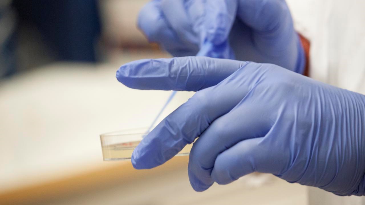 Renstrykning av bakteriekultur på agarplatta