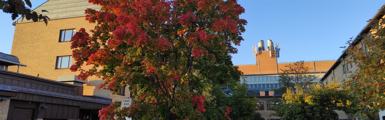 A car is parked in a parking lot next to a building, with a red tree in the foreground