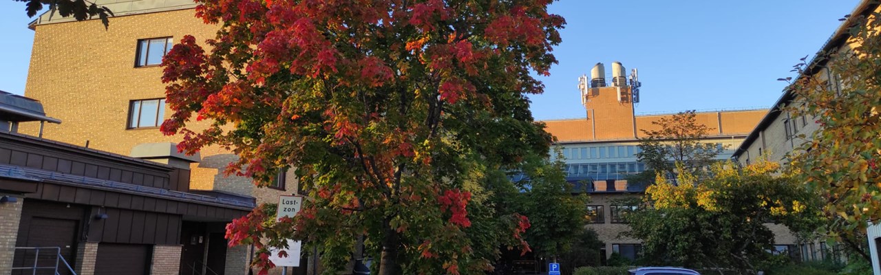 A car is parked in a parking lot next to a building, with a red tree in the foreground