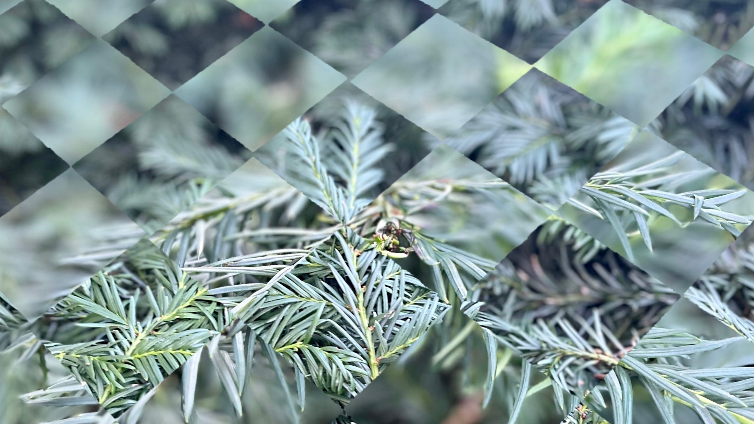 Skogsschak Illustration_AnngelicaKristoferqvist