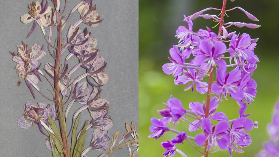 Gammal och ny rallarros