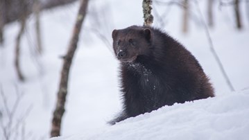 Järv i snö.