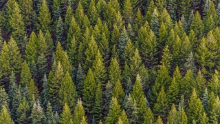 spruce tops in different green colors seen from above