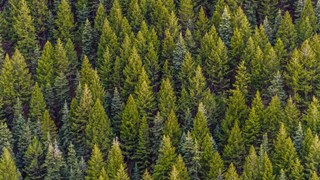 Granstoppar i olika grönfärger